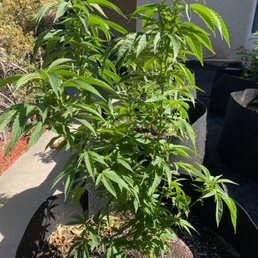 Bubba Kush