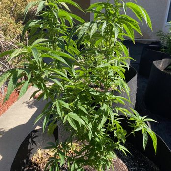 Hidden Valley Genetics - Bubba Kush - Cannabis Dispensaries Near Me