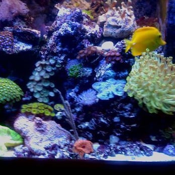 ABC Aquatic - reef - Aquarium Services Near Me ABC Aquatic - reef - Aquarium Services Near Me