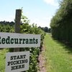Garsons Garden Centre - Redcurrants PYO
