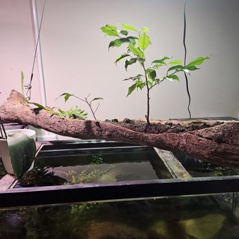 The Home Depot - Epiphyte log hung sling style over a aquarium. - Hardware Stores Near Me - Wausau, Wisconsin The Home Depot - Epiphyte log hung sling style over a aquarium. - Hardware Stores Near Me - Wausau, Wisconsin