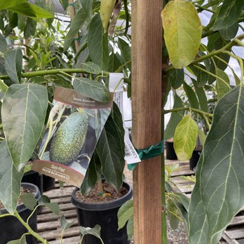 Rain Forest Nursery - Avocado trees and how tall they'd get. Pretty insightful - Nurseries & Gardening Near Me - Manteca, California