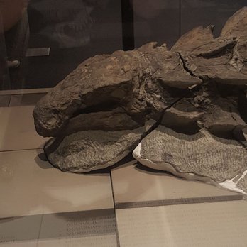 Royal Tyrrell Museum - Museums Near Me - Drumheller, Alberta