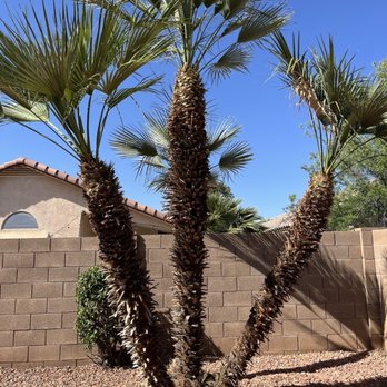 Four Season Clean Ups - Landscaping Near Me - Gilbert, Arizona Four Season Clean Ups - Landscaping Near Me - Gilbert, Arizona