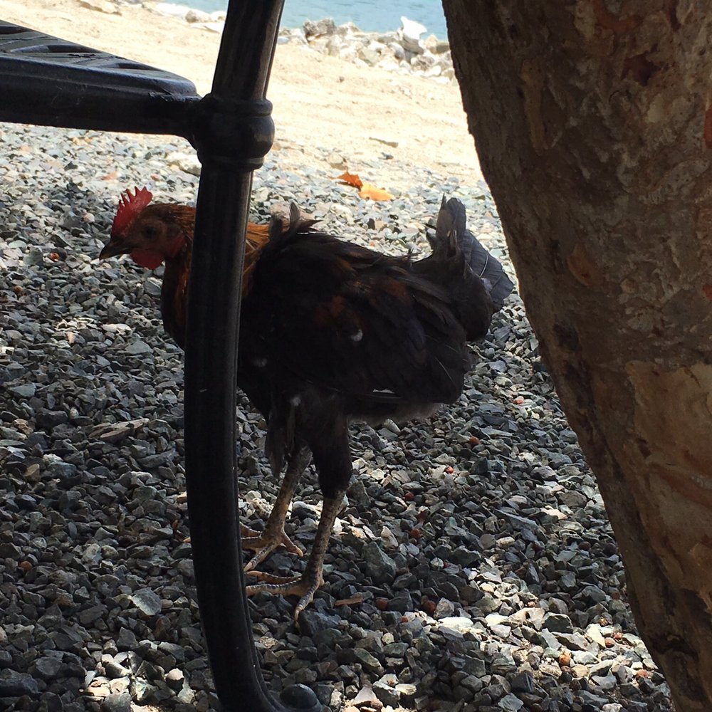 Miss Lucy's Restaurant - Sweet chickens roaming the grounds. - Caribbean Near Me - St. John, Virgin Islands Miss Lucy's Restaurant - Sweet chickens roaming the grounds. - Caribbean Near Me - St. John, Virgin Islands