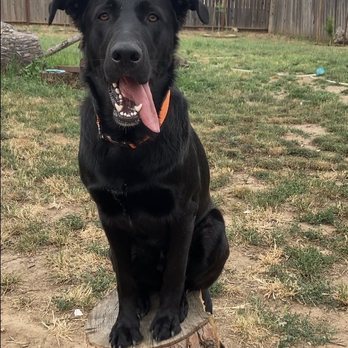 Hollow Stark K9 - Pet Training Near Me Hollow Stark K9 - Pet Training Near Me