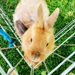 Le Petit Jardin French Preschool - Precious school pets,  les lapins