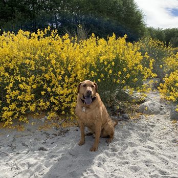 BluePearl Pet Hospice - Ranger, the best boy in the world. - Veterinarians Near Me