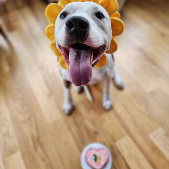 Happy Dog Barkery - Level 5. Thank you for a beautiful cake! - Pet Stores Near Me - Downers Grove, Illinois Happy Dog Barkery - Level 5. Thank you for a beautiful cake! - Pet Stores Near Me - Downers Grove, Illinois