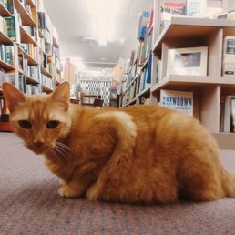 Meet Bo. So sweet. A gentle Lion.