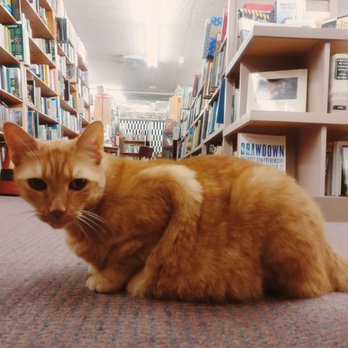 Bookwise - Meet Bo. So sweet. A gentle Lion. - Used Bookstore Near Me - Boca Raton, Florida