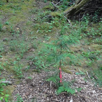 Champion Tree Care - Tree Services Near Me - Everett, Washington Champion Tree Care - Tree Services Near Me - Everett, Washington