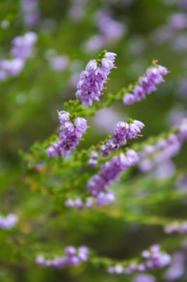 Trauttmansdorff Gärten by null