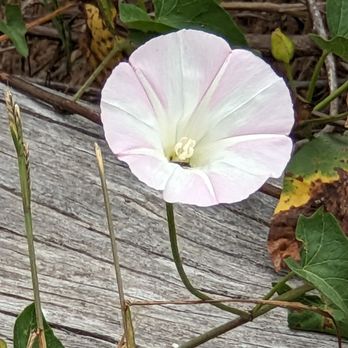 Island Packers Cruises - Flowers along the hiking trail - Boating Near Me - Oxnard, California