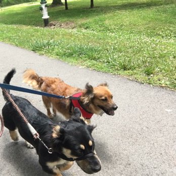 Jolly Paws Pet Care - Pet Sitting Near Me - Nashville, Tennessee Jolly Paws Pet Care - Pet Sitting Near Me - Nashville, Tennessee