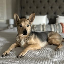 Urban Livestock & Equine Veterinary Services - Dog