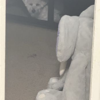 K9 Klipper - Hiding under the bed since - Pet Groomers Near Me - Huntington Beach, California