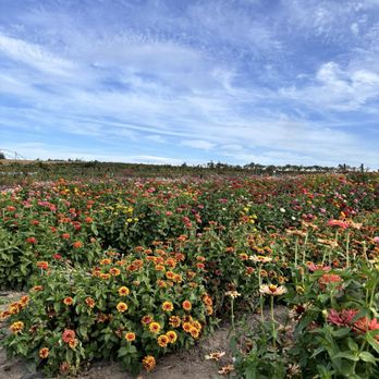 West Union Gardens - Flowers - Fruits & Veggies Near Me - Hillsboro, Oregon West Union Gardens - Flowers - Fruits & Veggies Near Me - Hillsboro, Oregon