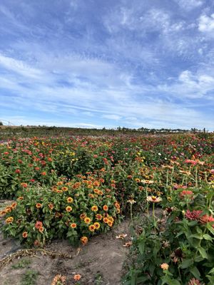 West Union Gardens by null