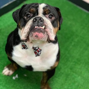 The Dapper Dog Spaw - Pet Groomers Near Me - Huntsville, Alabama The Dapper Dog Spaw - Pet Groomers Near Me - Huntsville, Alabama