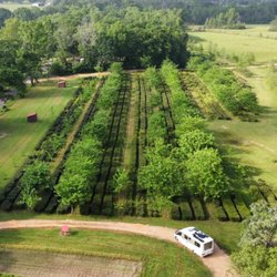 The Great Mississippi Tea Company - Hubby got the drone out for some amazing photos of the fields!