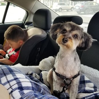 Pawbillion - Chi-chi and her fresh haircut - Pet Groomers Near Me - Bellevue, Washington Pawbillion - Chi-chi and her fresh haircut - Pet Groomers Near Me - Bellevue, Washington