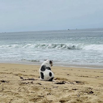 Mariners Mile Pet Clinic - Veterinarians Near Me - Newport Beach, California Mariners Mile Pet Clinic - Veterinarians Near Me - Newport Beach, California