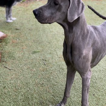 Canine State of Mind - Frankie at the Farm! - Pet Training Near Me - Hanover, Illinois