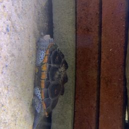 Endangered Terrapins Endangered Terrapins