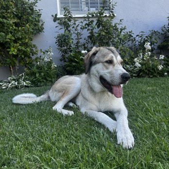 Dogs Without Borders - Athena - Community Service/Non-Profit Near Me Dogs Without Borders - Athena - Community Service/Non-Profit Near Me