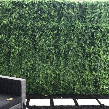 Integrated Landscaping - Back yard - After (custom ivy privacy fence) - Landscaping Near Me - Pompano Beach, Florida Integrated Landscaping - Back yard - After (custom ivy privacy fence) - Landscaping Near Me - Pompano Beach, Florida