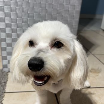 Sirias Pet Spa - Versace / Teddy Bear Haircut - Pet Groomers Near Me Sirias Pet Spa - Versace / Teddy Bear Haircut - Pet Groomers Near Me
