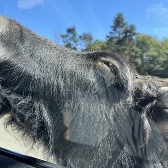 Olympic Game Farm - Zoos Near Me - Sequim, Washington Olympic Game Farm - Zoos Near Me - Sequim, Washington