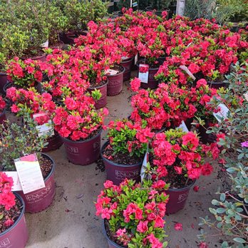 Covington's Nursery & Landscape - Nurseries & Gardening Near Me - Rowlett, Texas