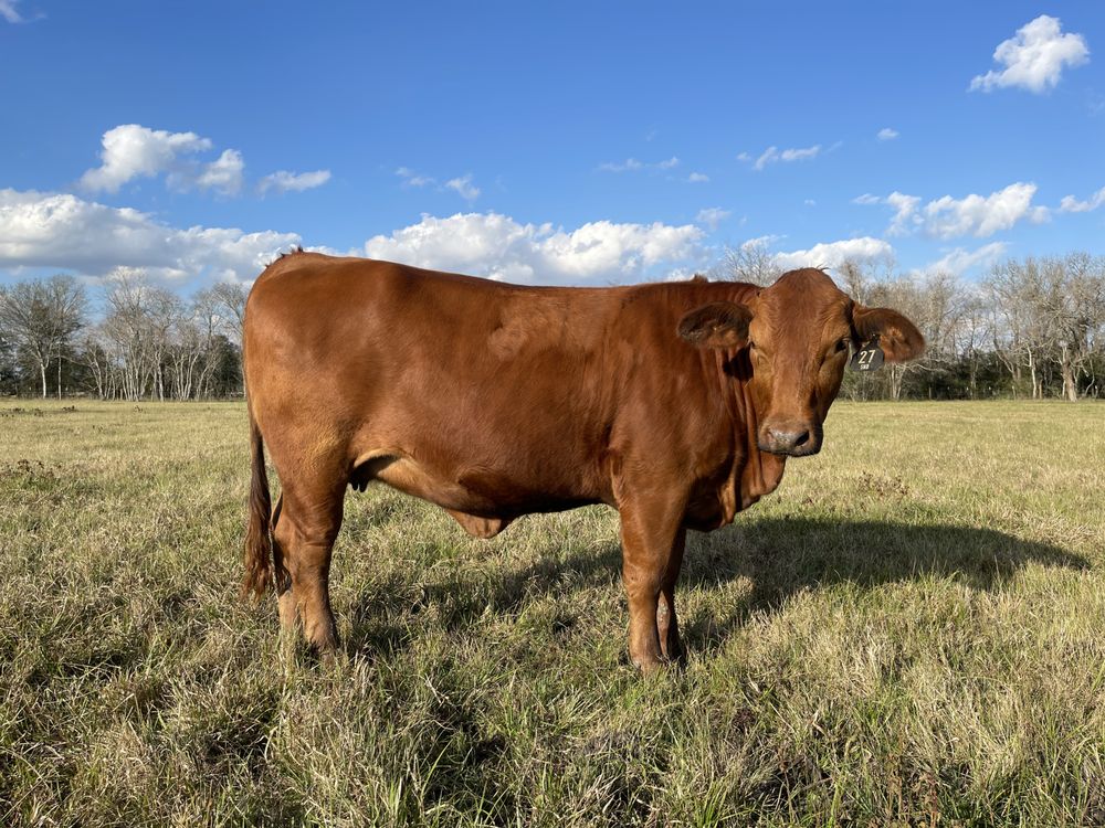 ROCKING RB CATTLE Ranches 3203 Louis Rd, Crosby, TX Hours Phone