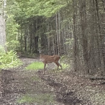 Suncook River Camp - Wildlife - Campgrounds Near Me - Suncook, New Hampshire