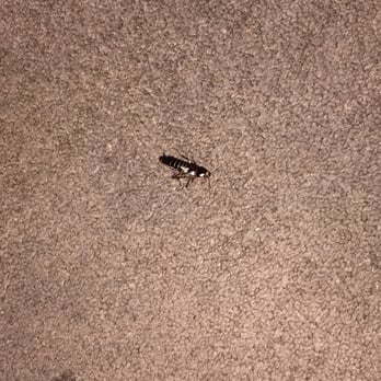 Hotel Galaxy - Bugs!!! - Hotels Near Me - Las Vegas, Nevada Hotel Galaxy - Bugs!!! - Hotels Near Me - Las Vegas, Nevada