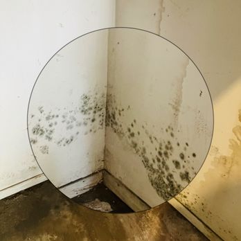 Identified Home Inspections - Active mold growth found along lower wall and floor area. - Home Inspectors Near Me