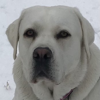 All Stage Canine Development - Pet Training Near Me - Citrus Heights, California