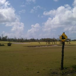 Moose crossing?!