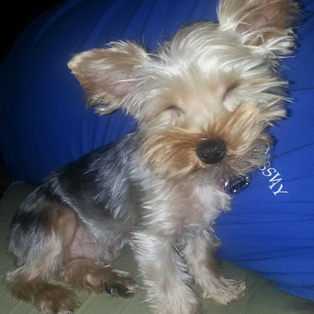 Jasper.... very sleepy, but vertu handsome! Jasper.... very sleepy, but vertu handsome!