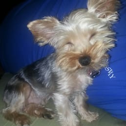 Jasper.... very sleepy, but vertu handsome! Jasper.... very sleepy, but vertu handsome!