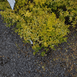 Juan Mata Lawn Care Services