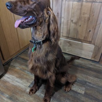 South Point Pet Spa - Pet Groomers Near Me - Tempe, Arizona