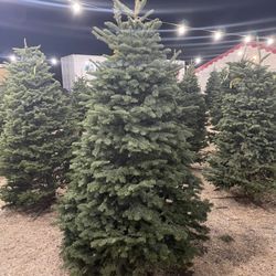Moore's Christmas Trees
