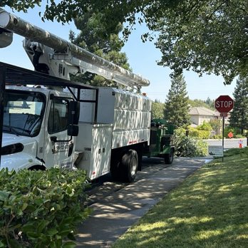 BP Tree Services - Tree Services Near Me - Gold River, California