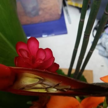 Pemberton's Florist & Gift Shop - The inner petals of the bloom on the bird of paradise, dried up, dead. This is the part of the bloom in which the gorgeous bird sticks out. - Florists Near Me - Salem, Oregon