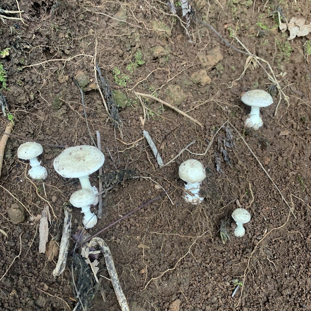 Aiea Loop Trail - Hiking Near Me - Aiea, Hawaii