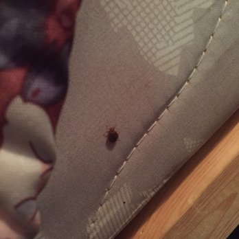 Super 8 Motel - Bed bugs! - Hotels Near Me - Spindale, North Carolina