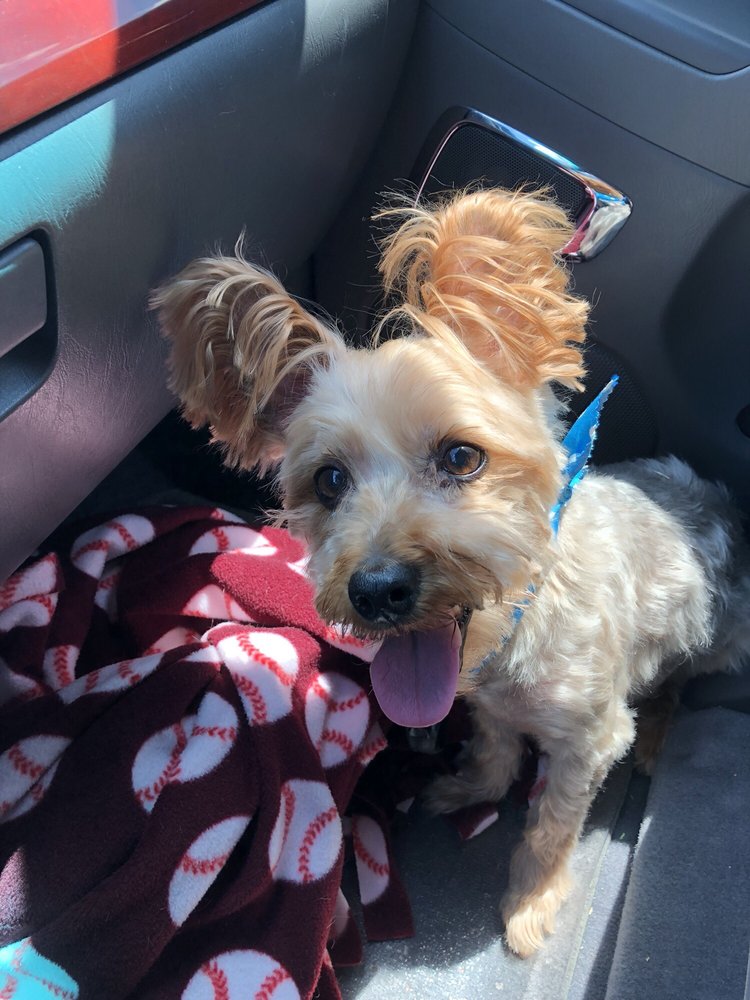 LA POOCH PARLOUR Updated September 2024 111 Magnolia St, League